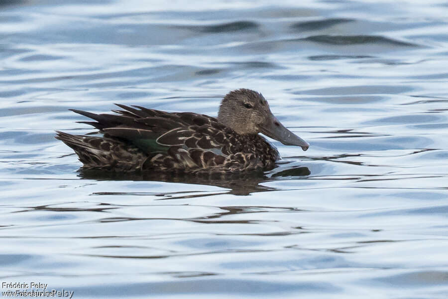 Canard bridé femelle adulte, identification