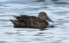 Australasian Shoveler