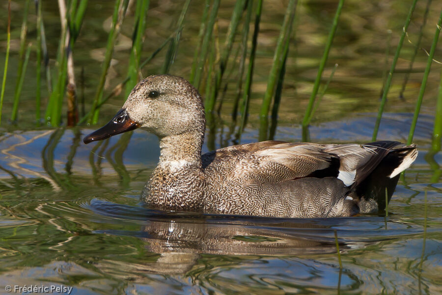 Gadwall male adult