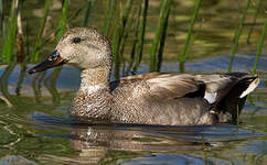 Canard chipeau