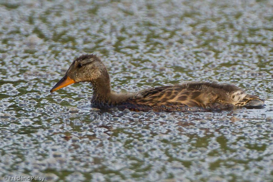 Canard chipeaujuvénile