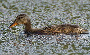 Canard chipeau