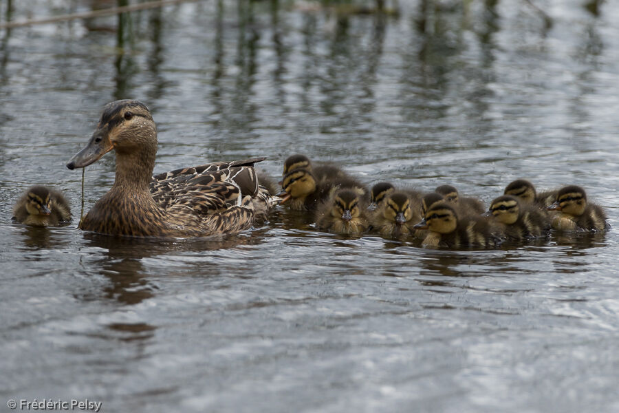 Mallard