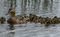 Canard colvert