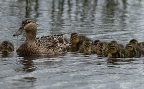 Mallard