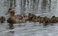 Canard colvert