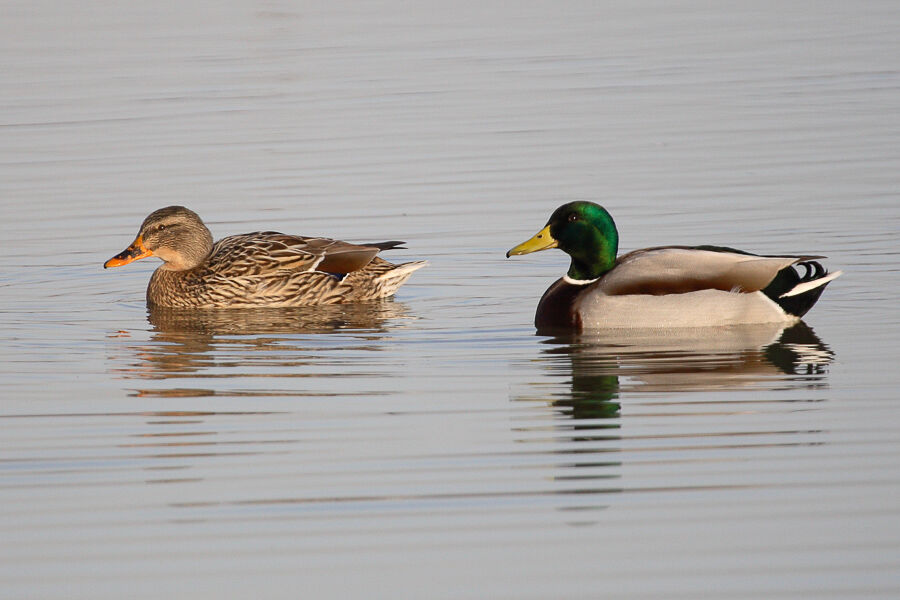 Mallardadult