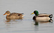 Canard colvert