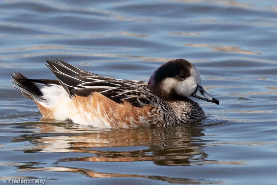 Canard de Chiloé