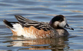 Chiloe Wigeon