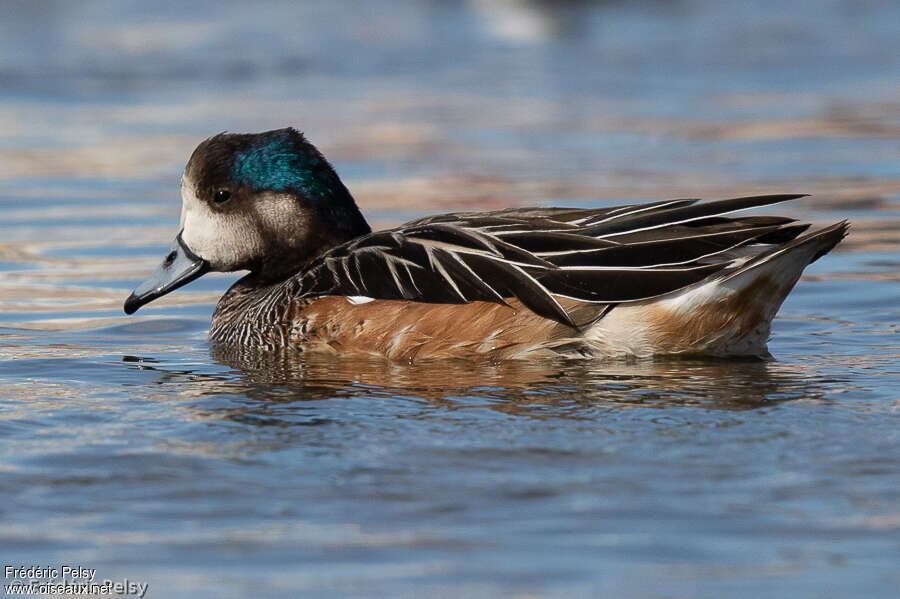 Canard de Chiloé mâle adulte, identification