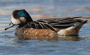 Chiloe Wigeon