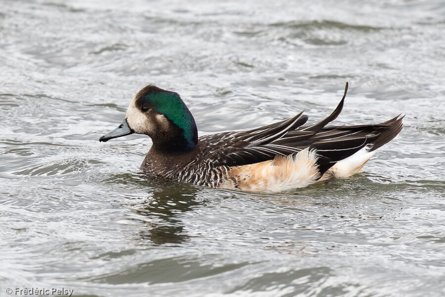 Canard de Chiloé