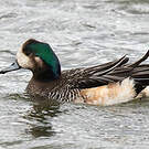 Canard de Chiloé