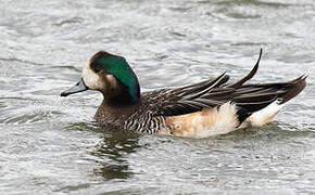 Chiloe Wigeon