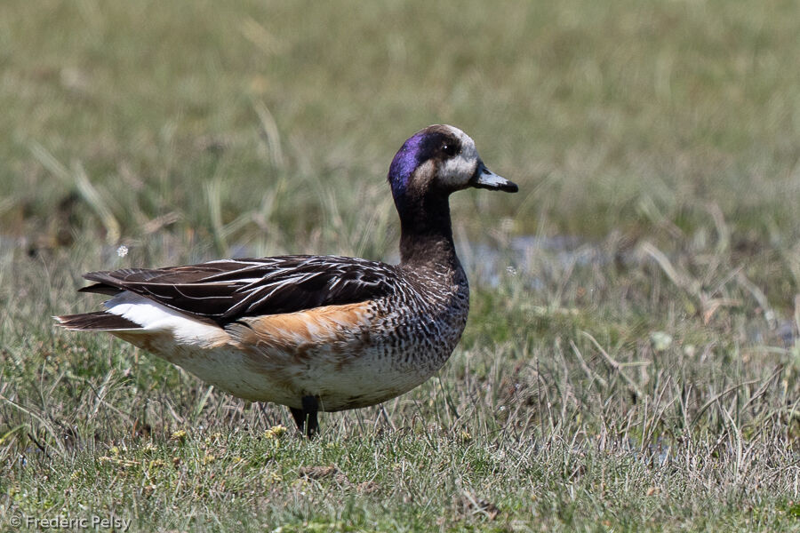 Chiloe Wigeon