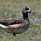 Canard de Chiloé
