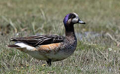 Canard de Chiloé