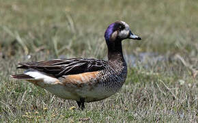 Chiloe Wigeon