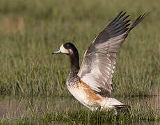 Chiloe Wigeon