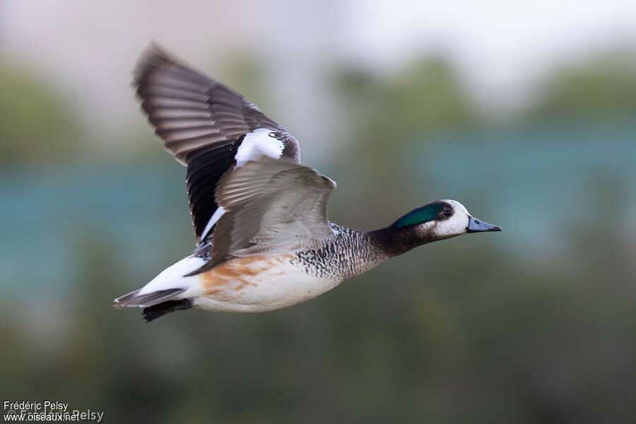 Chiloe Wigeon male adult, Flight