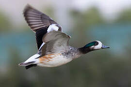 Canard de Chiloé