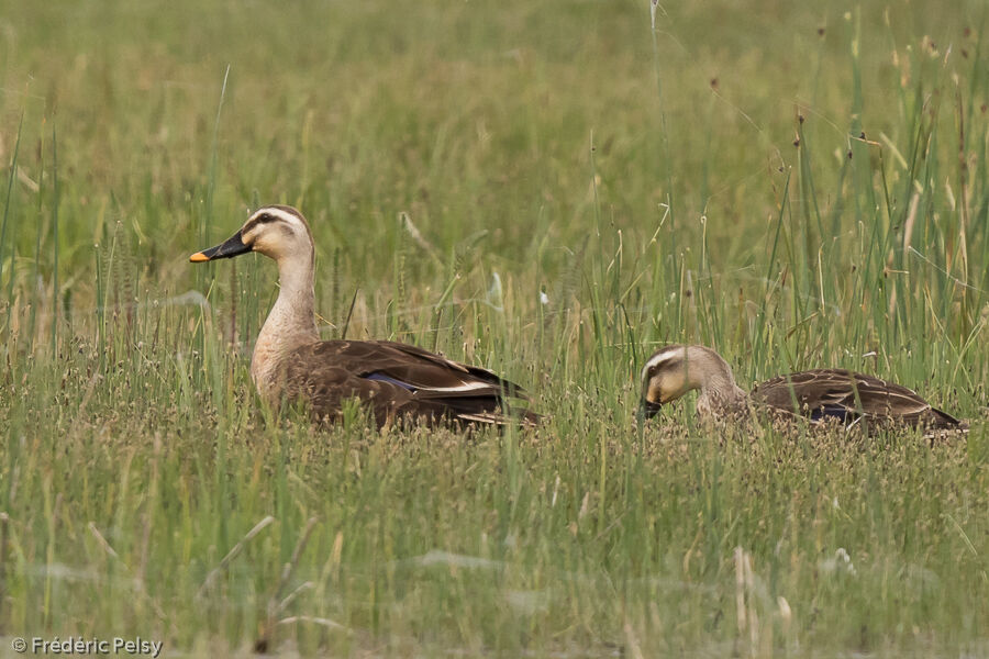 Eastern Spot-billed Duck