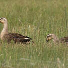 Canard de Chine