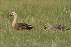 Canard de Chine