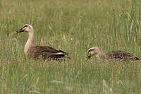 Canard de Chine