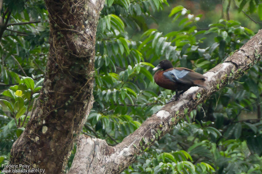 Canard de Hartlaubadulte, habitat