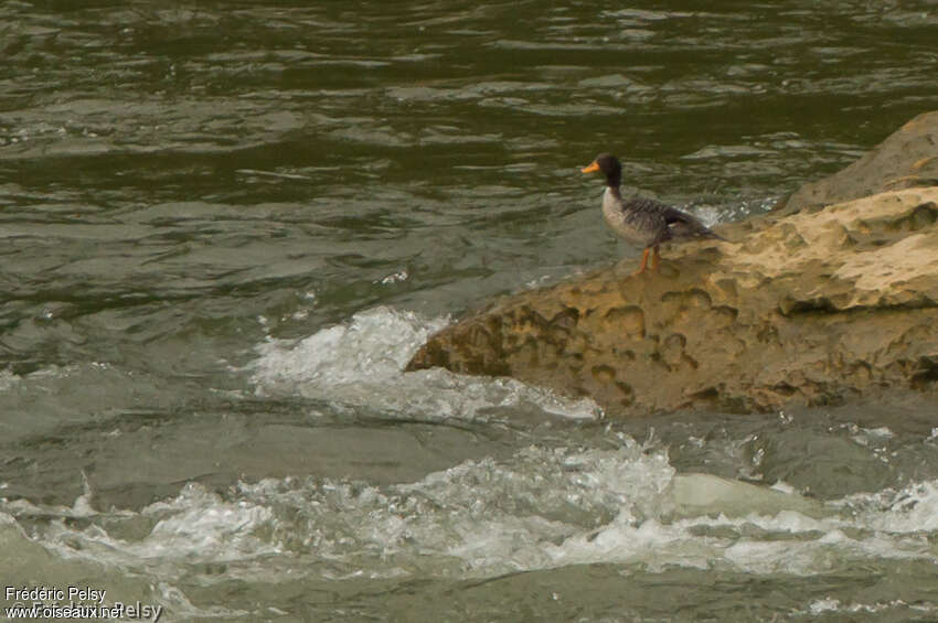 Canard de Salvadoriadulte