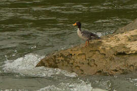 Salvadori's Teal