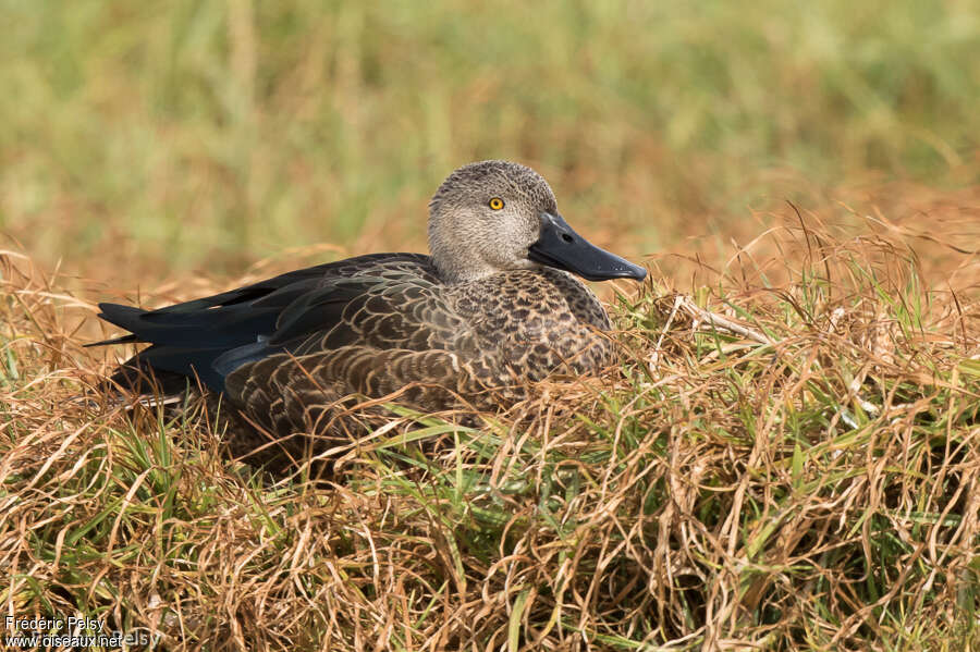 Cape Shoveler male adult, Behaviour