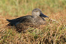 Cape Shoveler