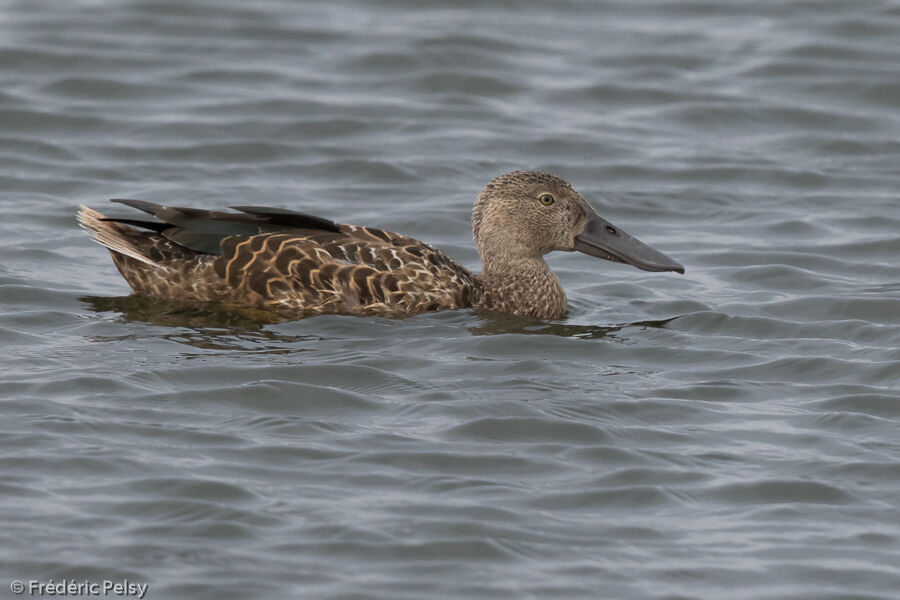 Canard de Smith femelle