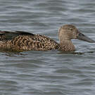 Canard de Smith