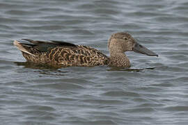 Cape Shoveler