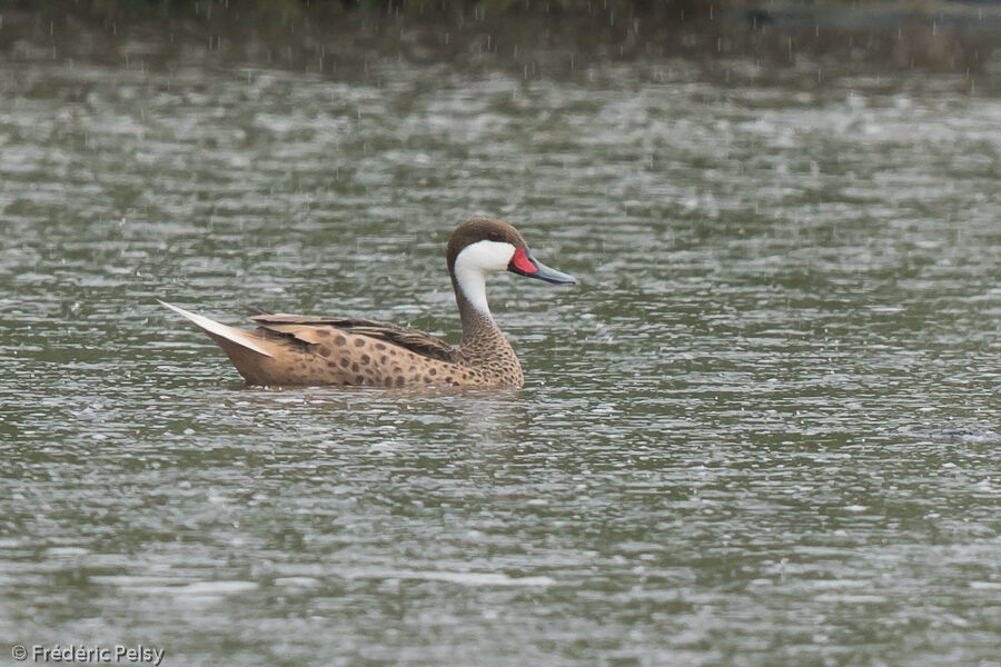 White-cheeked Pintailadult, identification