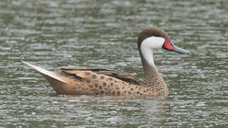 White-cheeked Pintail