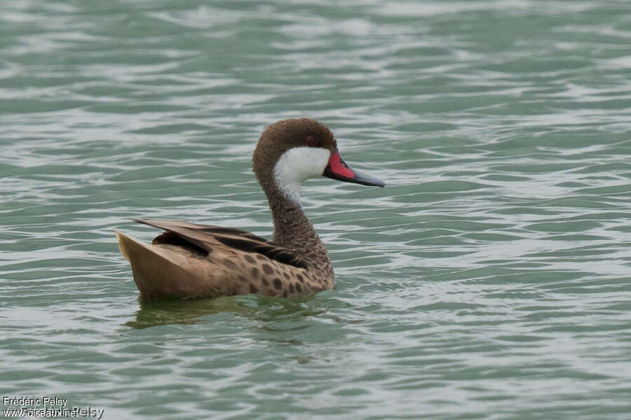 White-cheeked Pintail male adult, identification