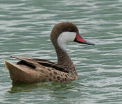 Canard des Bahamas