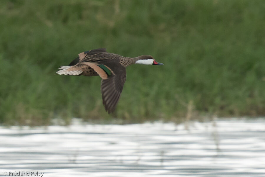 White-cheeked Pintailadult, Flight