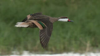 White-cheeked Pintail