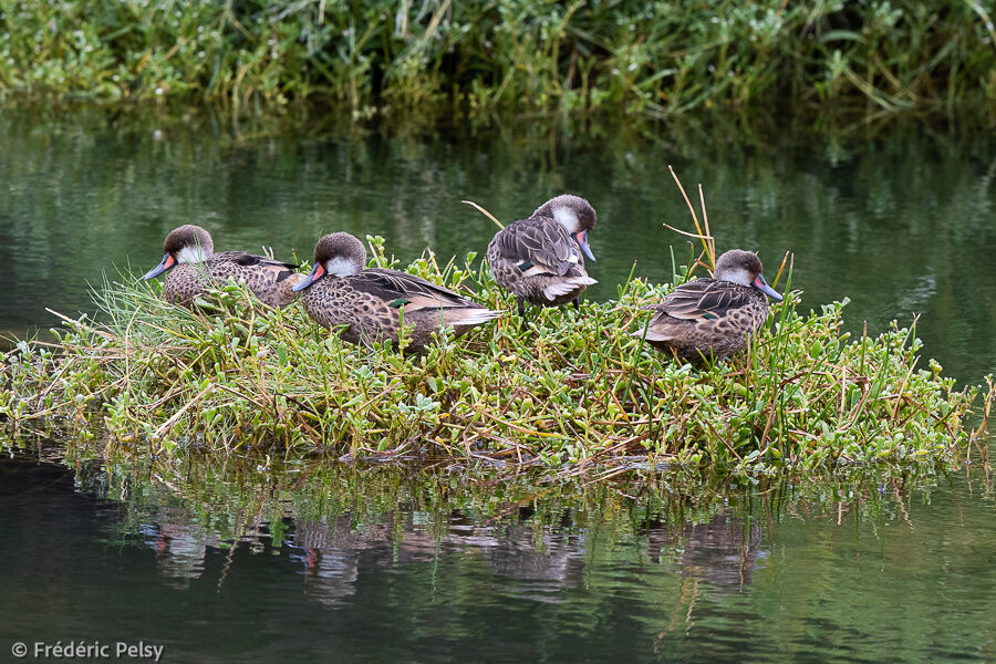 Canard des Bahamas