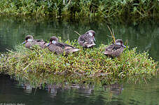 Canard des Bahamas