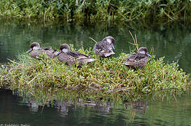 White-cheeked Pintail