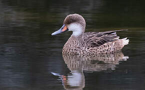 White-cheeked Pintail