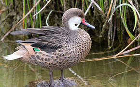 White-cheeked Pintail