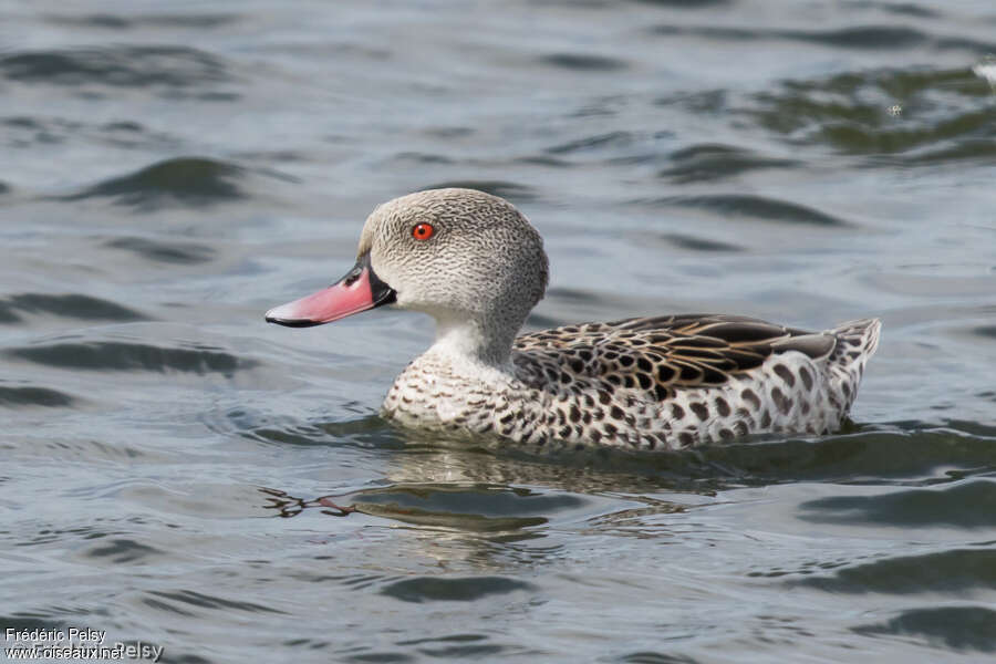 Canard du Capadulte, identification